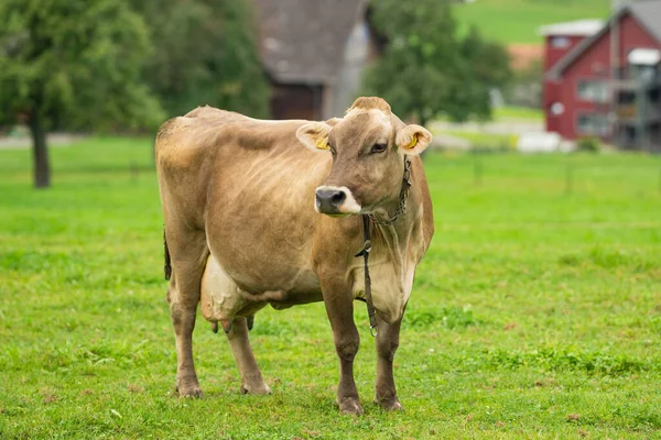 Kühe Grasen Auf Der Alm Rinderweide Auf Einer Wiese — Stockfoto