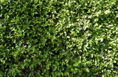 Yeşil yaprakların doğal arka planı. Çimen duvarı dokusu ve arka plan, doğa, yeşil arka plan. Yeşil doğa duvar kağıdı, çiçek soyutu.