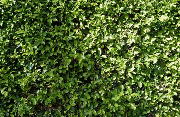 Yeşil yaprakların doğal arka planı. Çimen duvarı dokusu ve arka plan, doğa, yeşil arka plan. Yeşil doğa duvar kağıdı, çiçek soyutu.