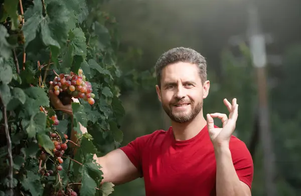 Grape Farmer Cutting Grapes Man Pruning Vines Man Picking Red — Stock Photo, Image