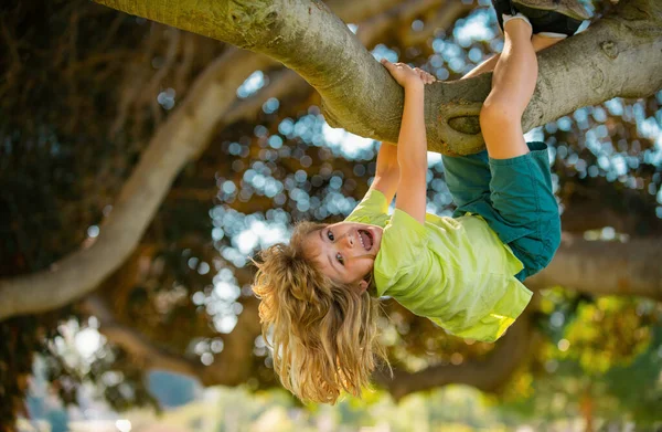Kids climbing trees, hanging upside down on a tree in a park. Cute little kid boy enjoying climbing on tree on summer day. Cute child learning to climb. Boy climbs up the tree in summer park