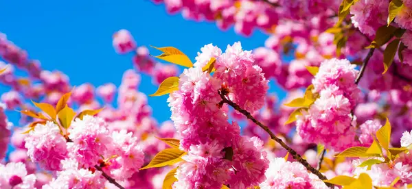 Banner of sakura, spring cherry blossom. Sakura pink flowers on sunny backdrop. Spring background with a branch of blooming sakura. Sakura flower spring blossom background. Spring bloom