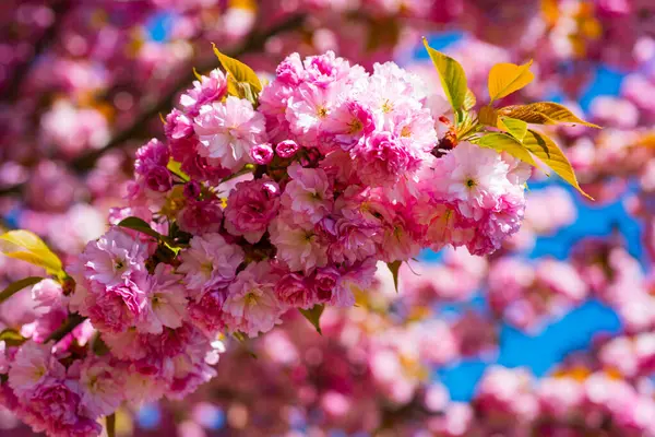 Sakura, spring cherry blossom. Sakura pink flowers on sunny backdrop. Spring background with a branch of blooming sakura. Sakura flower spring blossom background. Spring bloom
