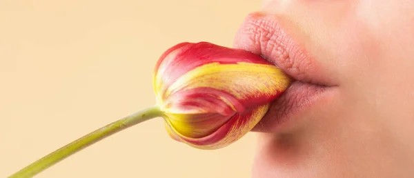 Plump lips lick tulip. Natural lips with tulip. Sexy woman mouth on tulip, macro lip. Caring and tenderness. Closeup sexy lips. Sexy lips stick. Sensual lip touch, balm lipstick
