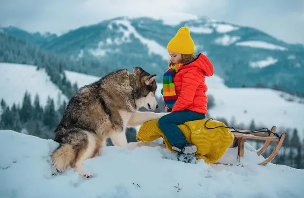 Boy Sledding Winter Mountain Siberian Husky Dog Enjoying Sledge Ride — Stock Photo, Image