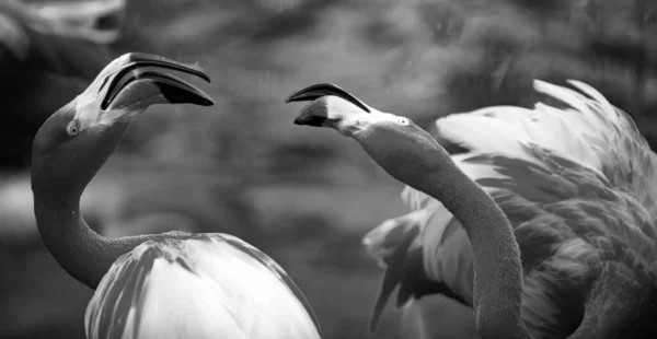 Krásní Plameňáci Procházející Vodě Zelenou Trávou Pozadí Americké Flamingo Procházky — Stock fotografie