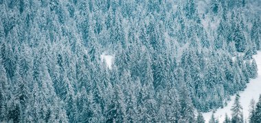 Ağaçların karla kaplı olduğu kış manzarası. Kış Noel manzarasında kar var. Yeni Yıl afişi duvar kağıdı