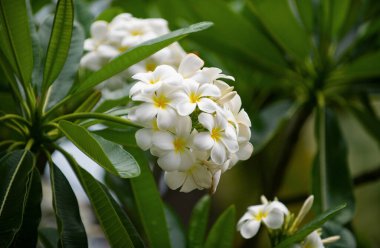 Çiçek açan Frangipani çiçeği. Beyaz Plumeria Rubra çiçekleri. Baharda Frangipani çiçeği
