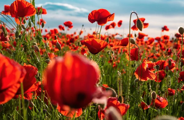 Poppy Field Full Bloom Sunlight Remembrance Day Anzac Day Poppy — Stock Photo, Image