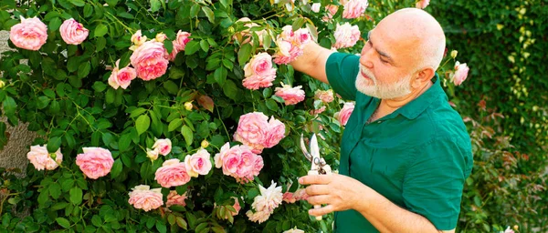 Spring Banner Old Man Outdoor Senior Man Gardener Garden Cutting — Stock Photo, Image