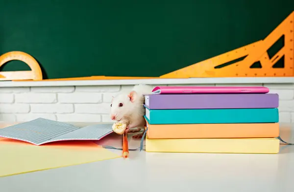 Banner Back School White Rat Eating Sitting Book Design Copy — Stock Photo, Image