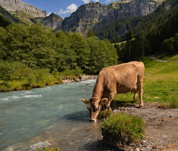 Vacas Pastos Los Alpes Vacas Comiendo Hierba Vacas Campo Herboso — Foto de Stock