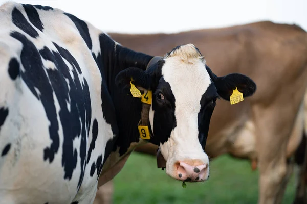 Die Kuh Blickt Die Kamera Close Kühe Gesicht Milchvieh Auf — Stockfoto