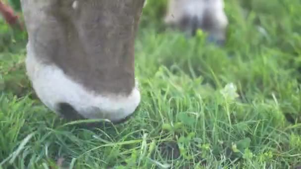关闭奶牛放牛 在草地上吃草的奶牛 牛群聚集在草场上 在绿地里的成熟母牛 奶牛在天然草中吃草 农场动物 奶牛和小牛放牧 — 图库视频影像