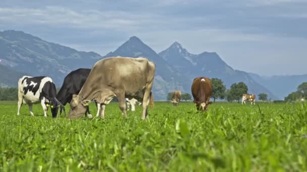 高山草甸的奶牛 在绿地养牛 奶牛在草地上 牛群的草场牛在农村 奶牛在夏天的草地上吃草 带奶牛的乡村风景 牧场里的奶牛 — 图库视频影像