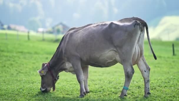 Kráva Terénu Švédsku Dobytek Pasoucí Poli Krávy Zelené Trávě Louce — Stock video
