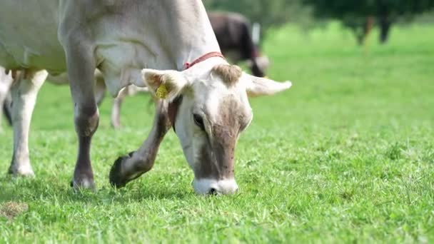 Vaca Prado Las Montañas Vaca Marrón Pasto Verde Rebaño Vacas — Vídeos de Stock