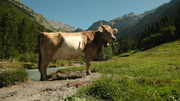 在瑞典 奶牛在野外产仔 牛群在田野里吃草 奶牛在草地上的绿草上 牧场上 奶牛在农田里吃草 褐牛在草地上吃草 — 图库视频影像