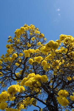 Bahar bayrağı. Mavi arka planda sarı çiçek ağacı. Bahar çiçeği, çiçek açan bir ağacın dalı.