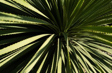 Agave kaktüsü. Kaktüs sırtı, kaktüs tasarımı ya da kaktaceae deseni