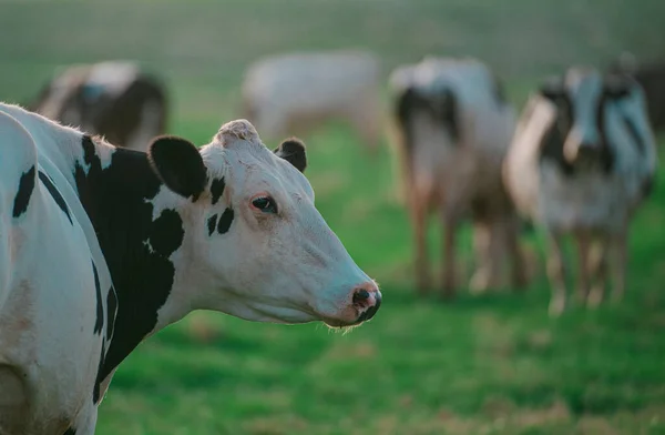 Holsteinische Kühe Auf Der Weide Milchkuh Kuhstall Auf Einer Sommerweide — Stockfoto