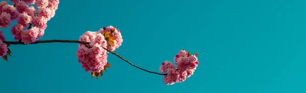 Spring banner, blossom background. Branches of blossoming sakura on sky background. Branch spring flowers