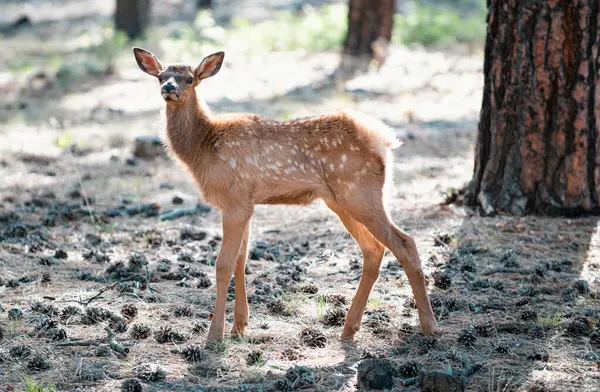 Des Animaux Forestiers Deer Fawn Bambi Capreolus Jeune Chevreuil Queue — Photo