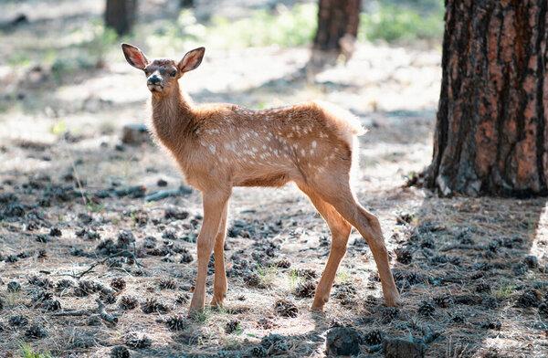 Forest animals. Deer Fawn, Bambi, capreolus. White-tailed young roe. Beautiful wildlife buck