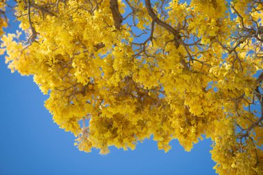 Mavi arka planda sarı çiçek ağacı. Bahar çiçeği, çiçek açan bir ağacın dalı.