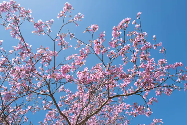 Spring blossom banner. The Spring. Pink Cherry blossom tree on blue sky background. Spring blossom, branch of a blossoming tree