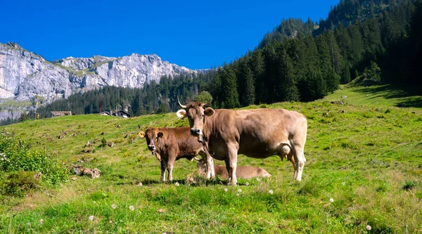 Vacas Pasto Los Alpes Vacas Comiendo Hierba Vacas Campo Herboso — Foto de Stock