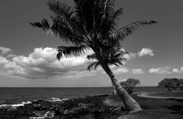 美丽的海滩 有棕榈树和天空 暑假旅行背景的概念 夏威夷天堂海滩 奢华的暑期旅行背景 — 图库照片