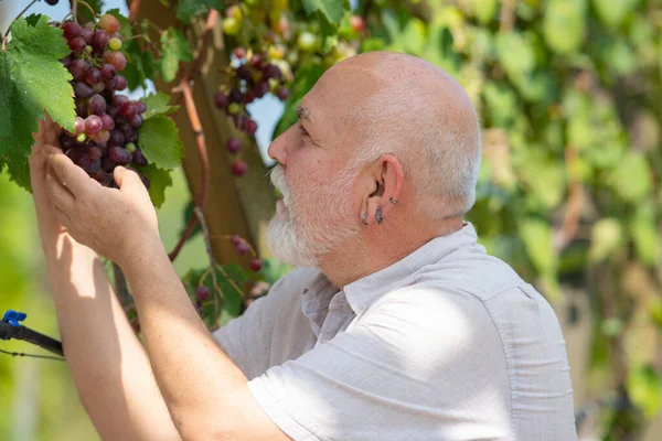 Old Mature Gardener Summer Grapes Harvest Farmer Gathering Crop Grapes — Stock Photo, Image
