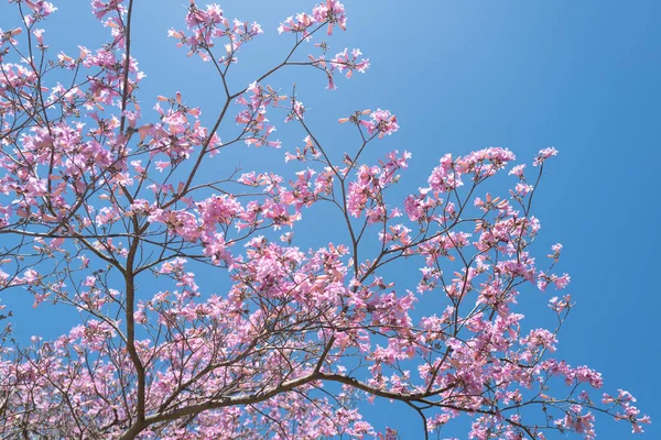 Branches Violet Blossoming Almond Tree Pink Cherry Blossom Tree Blue — Stock Photo, Image