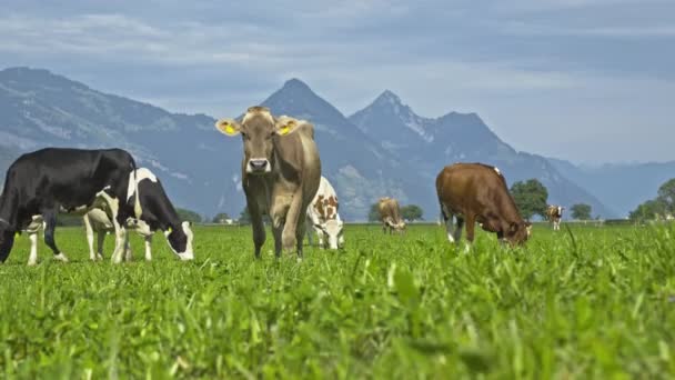Kráva Terénu Švédsku Dobytek Pasoucí Poli Krávy Zelené Trávě Louce — Stock video