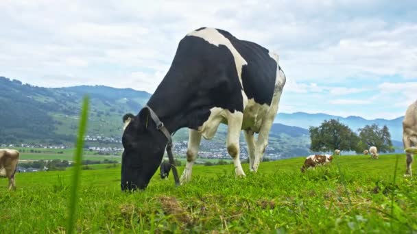 在瑞典 奶牛在野外产仔 牛群在田野里吃草 奶牛在草地上的绿草上 牧场上 奶牛在农田里吃草 褐牛在草地上吃草 — 图库视频影像