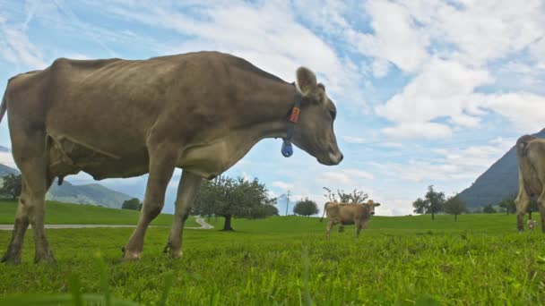 Vacas Campo Montaña Vaca Los Alpes Vaca Marrón Frente Paisaje — Vídeos de Stock
