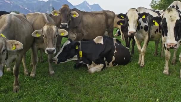 荷斯坦奶牛阳光明媚的日子里 奶牛在草地上 黑色和白色的荷兰奶牛在绿色的草地上散步和吃草 阿尔卑斯山农村农场的奶牛饲养场 田里有奶牛 田里的奶牛 — 图库视频影像