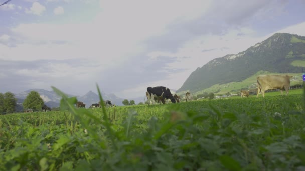 Kráva Louce Horách Hnědá Kráva Zelené Pastvině Krávy Stáda Zeleném — Stock video