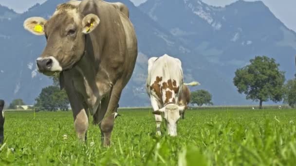 Vache Sur Terrain Suède Bétail Broutant Dans Champ Vaches Sur — Video