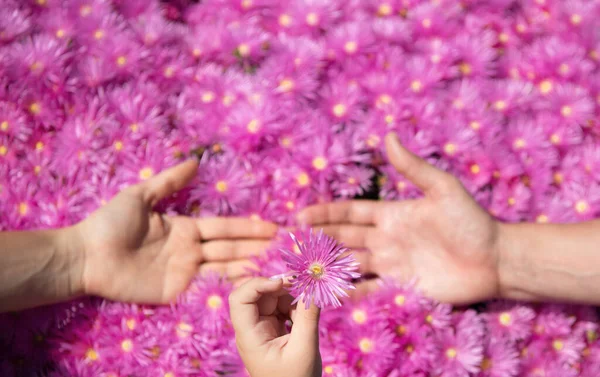 Πατέρας Μητέρα Και Παιδί Κρατιούνται Χέρι Χέρι Κοντά Ροζ Λουλούδια — Φωτογραφία Αρχείου