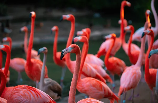 American Caribbean Flamingo Phoenicopterus Ruber Flamingos Flamingoes Type Wading Bird — стокове фото