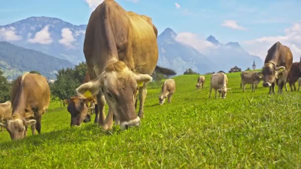 Krowy Polu Górskim Krowa Alpach Brązowa Krowa Przed Górskim Krajobrazem — Wideo stockowe