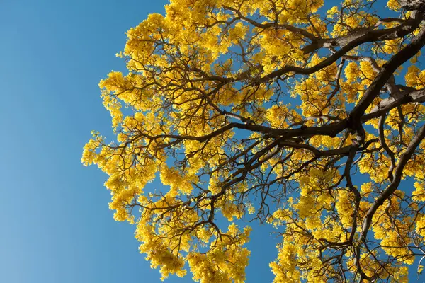 Sträuße Blühen Gelbe Blütenbaum Auf Blauem Himmel Hintergrund Frühlingsblüte Zweig — Stockfoto