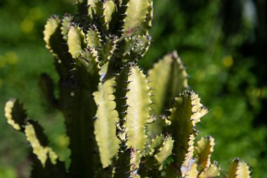 Kaktüs sırtı, kaktüs tasarımı ya da kaktaceae deseni