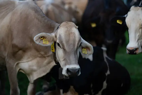 Rinder Weiden Auf Ackerland Weidende Kühe Auf Einer Wiese Mit — Stockfoto