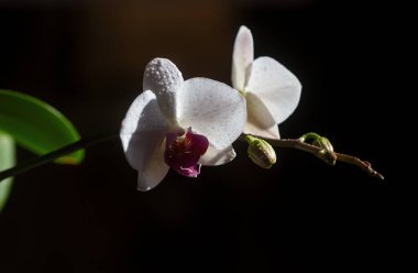 Aroma konsepti. Çiçek kozmetikleri. Doğa güzelliği. Orkide çiçeği Phalaenopsis büyüyor