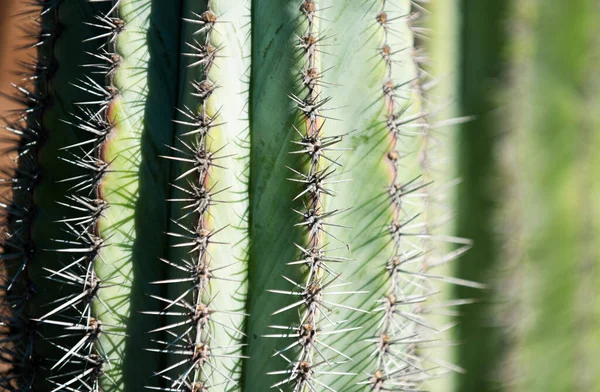 Cactus Spiked Close Cactus Backdround Cacti Cactaceae Pattern — Stock Photo, Image