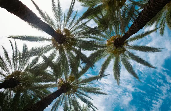Tropische Palmblätter Kokospalmen Sommer Tropische Insel Urlaub Muster Palmengrüne Kulisse — Stockfoto