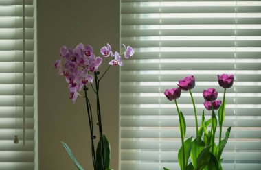 Orchid on the window. Purple pink orchid tulips on the window